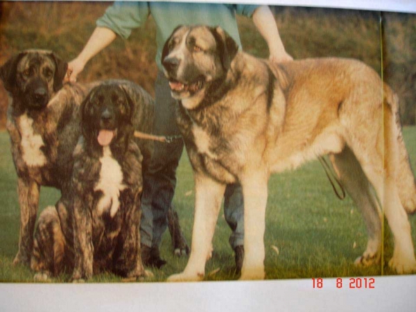 Mastines from El Rellenado kennel (Belgium) owner Gunther de Meyer, from the left Niña el Carrizal, pup Querada El Rellenado, male Nurchko van de Raesdonck
