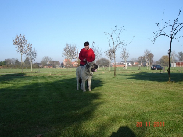 "Diego" Dandy de Tierra de Orbigo  at 18 months
Balak de Tierra de Órbigo X Agata de Tierra de Órbigo
Keywords: erwin