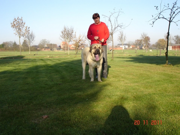 "Diego" Dandy de Tierra de Orbigo  at 18 months
Balak de Tierra de Órbigo X Agata de Tierra de Órbigo
Kľúčové slová: erwin