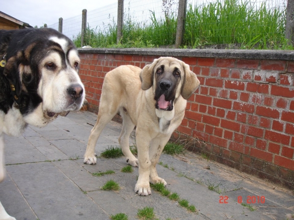 Barry and 5 month old "Diego" Dandy de Tierra de Orbigo 
Keywords: erwin