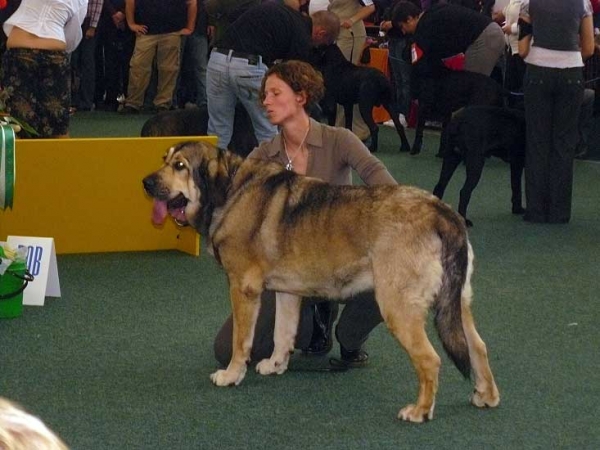 Esperanza Fre-Su: exc 3 - Champion Class Females, World Dog Show 2009, Bratislava
