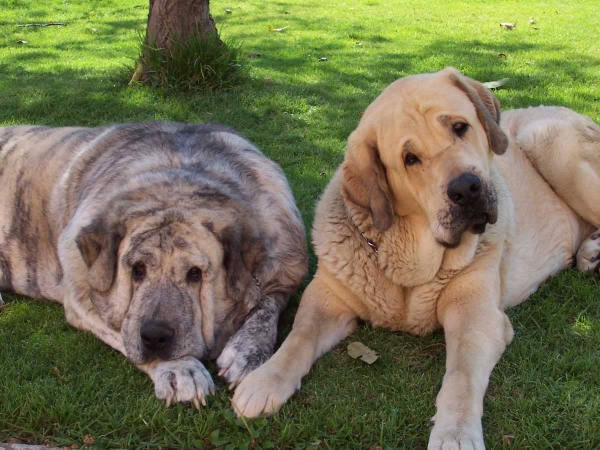 Luna & Estrella
Keywords: serafin