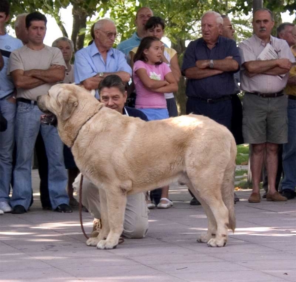 Caruso EXC. - Young Class Males - Monográfica AEPME, Valencia de Don Juan 02.09.2006
(Ch. Cañon de Fuente Mombre x Seda de Cueto Negro) Born: 01.04.2005
Keywords: 2006