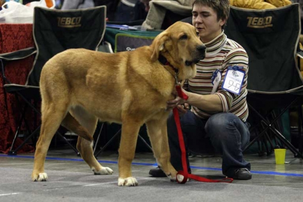 ARA II DE BABIA: Promising - Puppy class females, Eurasia 1, International Show, Moscow 28.02.2009
Keywords: 2009