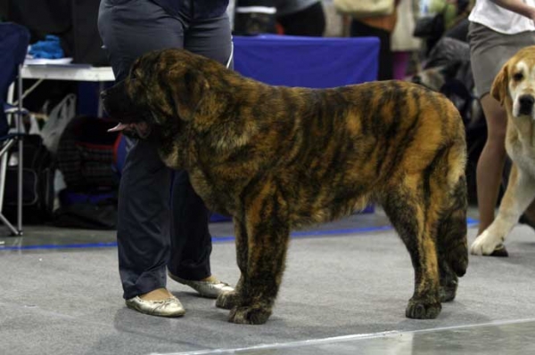 BANDERAS S MADRIDSKOGO DVORA: Promising - Puppy class males, Eurasia 1, International Show, Moscow 28.02.2009
Keywords: 2009