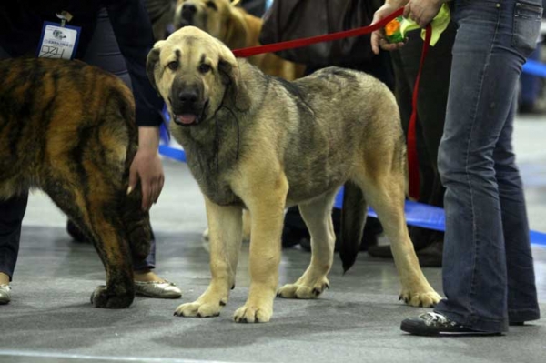 BONIUELLO WINNER SHOW: Promising - Puppy class males, Eurasia 1, International Show, Moscow 28.02.2009
Keywords: 2009