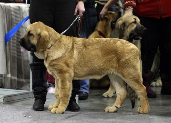 SPANISH GRANDE TORNADO ERBEN: Very promising 1, Best Baby - Baby class males, Eurasia 1, International Show, Moscow 28.02.2009
Keywords: 2009