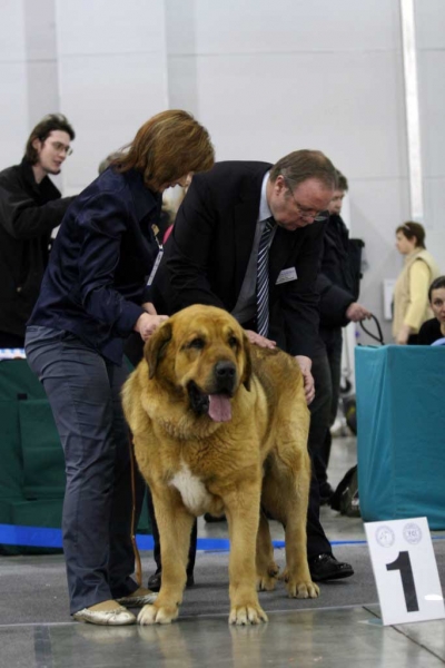 NERON DE FILANDOON:­ CAC, CACIB, Best Male, BOB, RKF Champion - Champion class males, Eurasia 1, International Show, Moscow 28.02.2009
Keywords: 2009 cortedemadrid