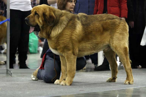 NERON DE FILANDON: ­CAC, CACIB, Best Male, BOB, RKF Champion - Champion class males, Eurasia 1, International Show, Moscow 28.02.2009
Keywords: 2009 cortedemadrid