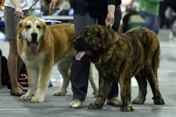 QERUBIO TORNADO ERBEN:­ Very promising 2 & BANDERAS S MADRIDSKOGO DVORA:­ Promising - Puppy class males, Eurasia 1, International Show, Moscow 28.02.2009
Keywords: 2009