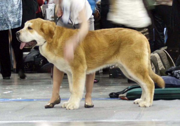 QERUBIO TORNADO ERBEN:­ Very promising 2 - Puppy class males, Eurasia 1, International Show, Moscow 28.02.2009
Keywords: 2009