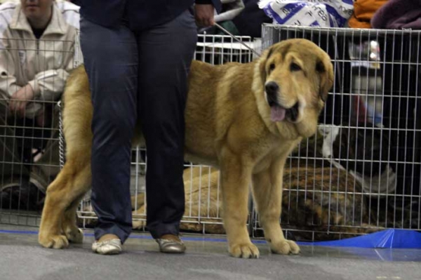 VIOLETTA DE VIDA: Very promising 1, Best puppy - Puppy class females, Eurasia 1, International Show, Moscow 28.02.2009
Keywords: 2009