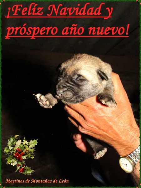 Merry Christmas and Happy New Year 2011 from Jorge Arévalo, Spain
