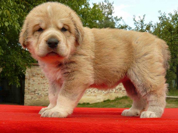 Female puppy from Tornado Erben - 4 weeks old
Nilo de Campollano x Eleonore Lu Dareva
05.08.2008

Keywords: puppyczech tornado