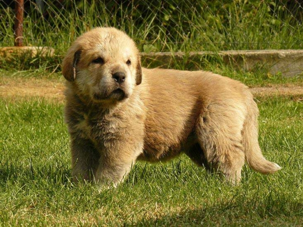 Female puppy from Tornado Erben - 4 weeks old
Nilo de Campollano x Eleonore Lu Dareva
05.08.2008

Keywords: puppyczech tornado