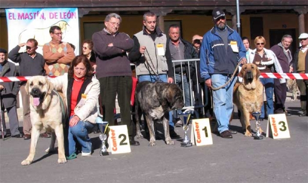 Open Class Females - Mansilla de las Mulas, Leon, 07.11. 2004
2º - Truji del Cantabrico, owner: Fátima Gómez
1º - Tita de Los Zumbos, owner: Mario Alonso
3º - Mastin from La Vicheriza, owner: Cándido Rodríguez  

Keywords: 2004