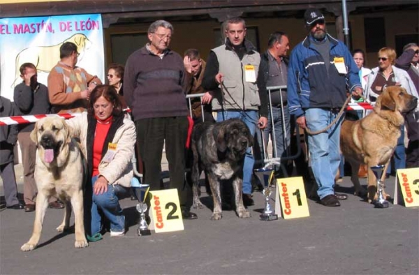 2º Truji del Cantabrico, 1º Tita de los Zumbos, 3º Mastín de Vicheriza - Open Class Females - Mansilla de las Mulas, Leon, 07.11. 2004
Truji del Cantabrico, owner: Fátima Gómez
Tita de los Zumbos, owner: Mario Alonso
Mastín de la Vicheriza, owner: Cándido Rogríguez  

Keywords: 2004