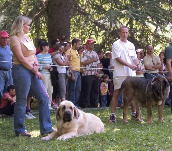 Open Class Females - Barrios de Luna 10.09.2006
Feya Mastibe: (Basil Mastifland x Connie Mastibe) Born: 08.05.2003 - Breeder & owner: Iva Jarova

N0. 67?
Keywords: 2006