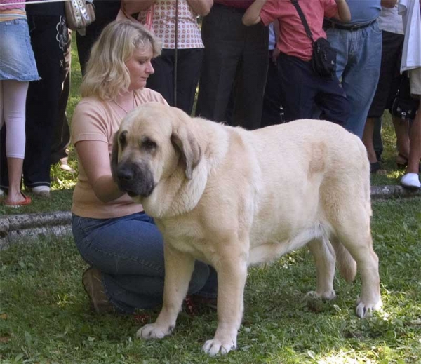 Feya Mastibe, EXC. 2 Open Class Females - Barrios de Luna 10.09.2006
(Basil Mastifland x Connie Mastibe) 
Born: 08.05.2003 - Breeder & owner: Iva Jarova
Keywords: 2006 mastibe