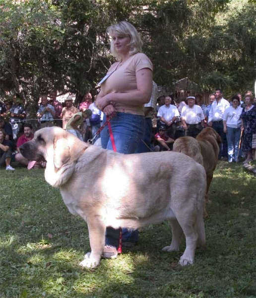 Feya Mastibe, EXC. 2 Open Class Females - Barrios de Luna 10.09.2006
(Basil Mastifland x Connie Mastibe) 
Born: 08.05.2003 - Breeder & owner: Iva Jarova
Keywords: 2006 mastibe