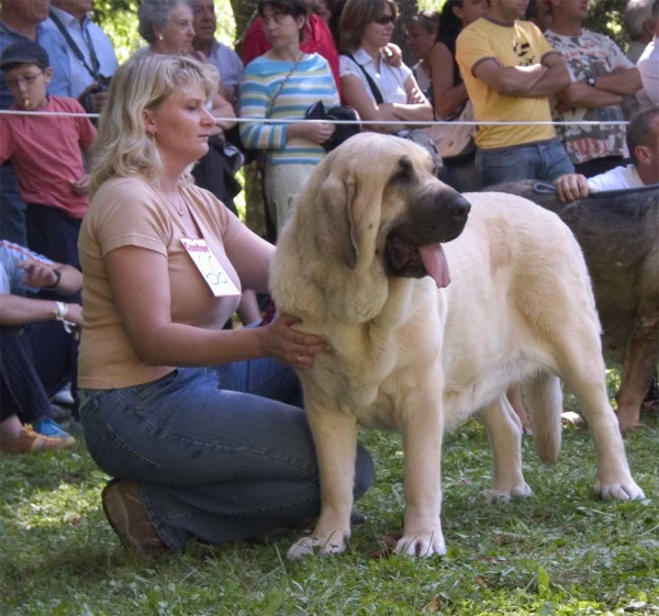 Feya Mastibe, EXC. 2 Open Class Females - Barrios de Luna 10.09.2006
(Basil Mastifland x Connie Mastibe) 
Born: 08.05.2003 - Breeder & owner: Iva Jarova
Keywords: 2006 mastibe