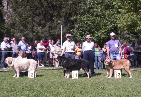 2. Feya Mastibe, 1. Concha de Babia, 3. ? - Open Class Females - Barrios de Luna 10.09.2006
Feya: (Basil Mastifland x Connie Mastibe) Born: 08.05.2003 - Breeder & owner: Iva Jarova

Concha: (Ulises de Babia x ?) Born: ? - Breeder & owner: Pedro Álvarez Barriada

3. ?
Keywords: 2006