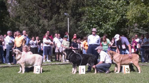 2. Feya Mastibe, 1. Concha de Babia, 3. ? - Open Class Females - Barrios de Luna 10.09.2006
Feya: (Basil Mastifland x Connie Mastibe) Born: 08.05.2003 - Breeder & owner: Iva Jarova

Concha: (Ulises de Babia x ?) Born: ? - Breeder & owner: Pedro Álvarez Barriada

3. ?
Keywords: 2006