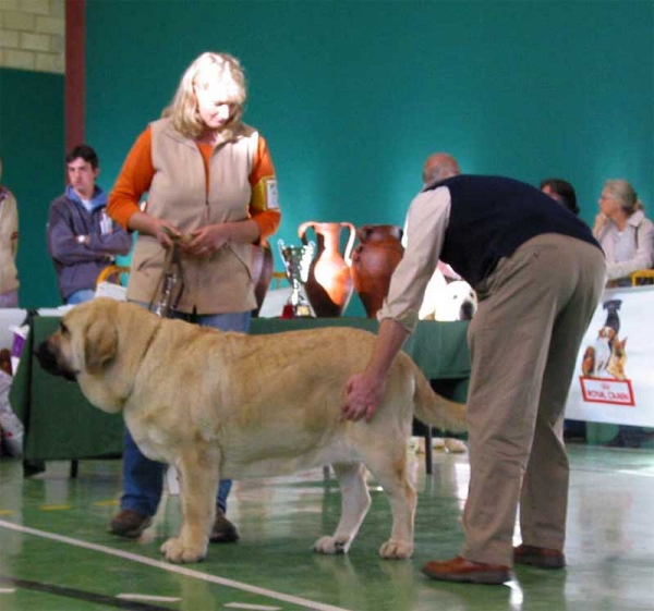 Feya Mastibe, VG. 1, Champion Class Females - XXV Monográfica AEPME, Agoncillo, La Rioja, Spain - 30.10.2005
(Ch. Basil Mastifland x Ch. Connie Mastibe) - Born: 08.05.2003 - Breeder & owner: Iva Jarova  

Keywords: 2005 mastibe