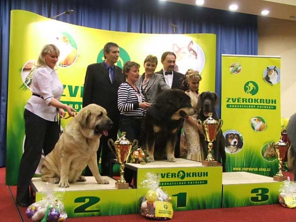 BOB - FEYA MASTIBE - 2. Place in all the champions in group II. FCI - Champion of Champions, Prague, Czech Republic - 19.01.2008
(Basil Mastifland x Connie Mastibe) 
Born: 08.05.2003 
Breeder & owner: Iva Jarova 
Keywords: 2008 mastibe