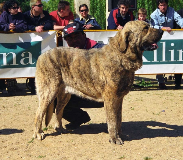 Fiel de Los Zumbos: Exc. 1 - Young Class Males, Monográfica AEPME, Palencia 1999
Pruno del Pinotar x Irede
Born: 06.11.1997

Photo: Jonas Nielsen © Copyright 
Keywords: zumbos 1999