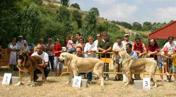 Exc 1º: Osito de los Cuatro Elementos, Exc 2º: Tajo de la Peña Mora & Exc 3º: Bush de la Vicheriza - Final Open Class Males - Puebla de Sanabria, Zamora, 17.07.2005
17-07-2005 II Specialty Show Spanish Mastiff - Puebla de Sanabria - Zamora  

Osito de los Cuatro Elementos:  (Ch. Tango de la Corredera x Linda de Autocan) - Born: 20.12.2002 - Breeder & owner: Juan Carlos López González. 

Tajo de la Peña Mora: (Ch. Cañón de Fuente Mimbre x Jara de Ablanera) - Born: 28.08.2002 - Breeder: Javier Mora, owner: Eduardo Sierra

Bush de la Vicheriza: (Sultán x Telva) - Born: 10.02.2003 - Breeder: Cándido Rodríguez Arias
Keywords: 2005