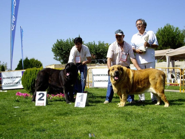 Pas de Torreanaz: Exc.1, Intermediate Class Females & Señora de Autocan: Exc.1, Best Female, CAC, Open Class Females - XXVII Monográfica AEPME, 15.09.2007
Keywords: 2007