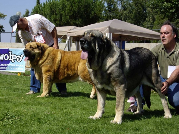 Ch. Cala de Autocan: Exc. 2 & Ch. Oda de Valdejera: Exc. 1 - Champion Class Females, XXVII Monográfica AEPME, 15.09.2007
Cala: (Ch. Ron de Autocan x Dama II de Autocan) - Born: 14.04.2004 
Oda: (Ch. Cañón de Fuente Mimbre x Selva) - Born: 08.08.2003 

Keywords: 2007