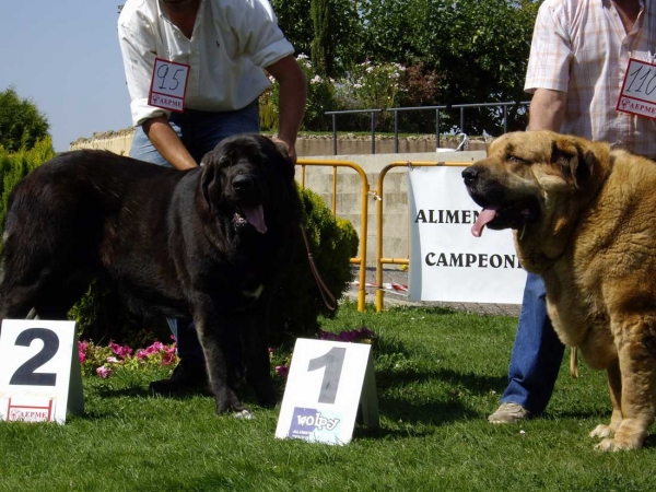 Pas de Torreanaz: Exc.1, Intermediate Class Females & Señora de Autocan: Exc.1, Best Female, CAC, Open Class Females - XXVII Monográfica AEPME, 15.09.2007
Keywords: 2007