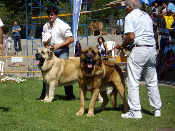 Final - Seo de Torreanaz: Exc.1, CAC - Open Class Males & Ch. Tarzán: Exc.1, Best Male, B.I.S. Champion Class Males
Keywords: 2007