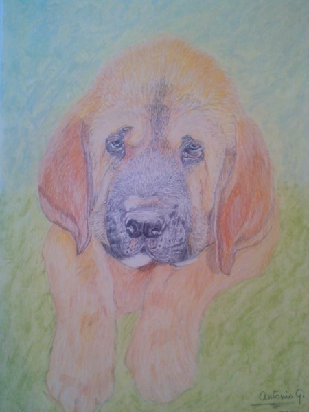 Finn Priehrada - made by Jose Antonio Goldar Gonzalez, Tenerife
Pastel en papel.
23 X 32.50 cm.

Mastin puppy owned by Karina Pedersen, Denmark
Keywords: art