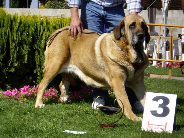 Flor de Buxionte: Exc. 3 - Open Class Females, XXVII Monográfica AEPME, 15.09.2007
Keywords: 2007 buxionte