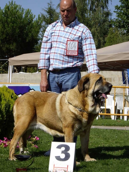 Flor de Buxionte: Exc. 3 - Open Class Females, XXVII Monográfica AEPME, 15.09.2007
Keywords: 2007 buxionte