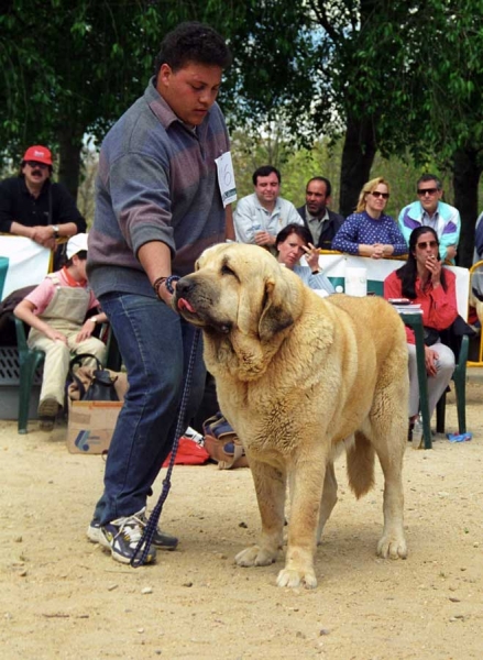 Florencio de Trashumancia: Exc. 1 - Champion Class Males, Monográfica AEPME, Palencia 1999
Rombo de Trashumancia x Promavera de Trashumancia
Born: 03.12.1992

Photo: Jonas Nielsen © Copyright 
Keywords: trashumancia 1999