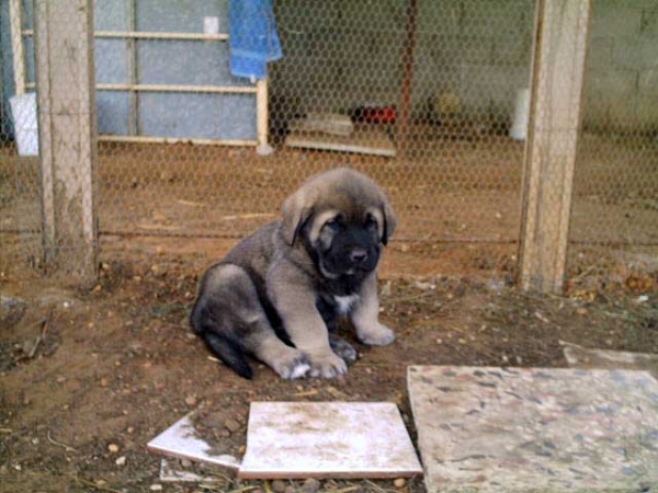 Ronda
(Kampo Dancá Cotufa x Cordoba del Orzowei)
Keywords: puppyspain puppy cachorro