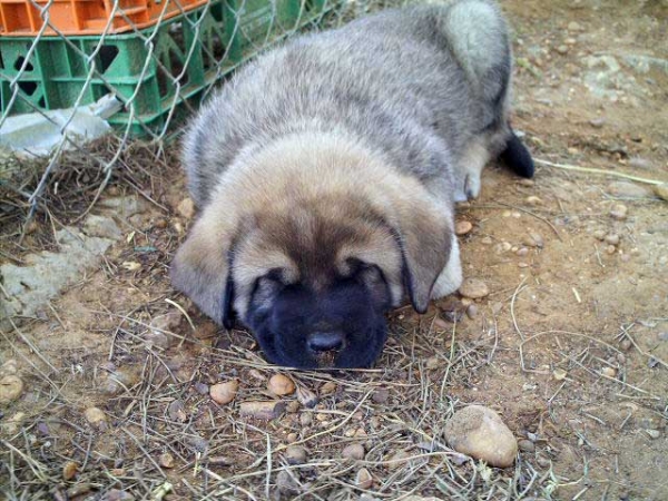 Ronda
(Kampo Dancá Cotufa x Cordoba del Orzowei)
