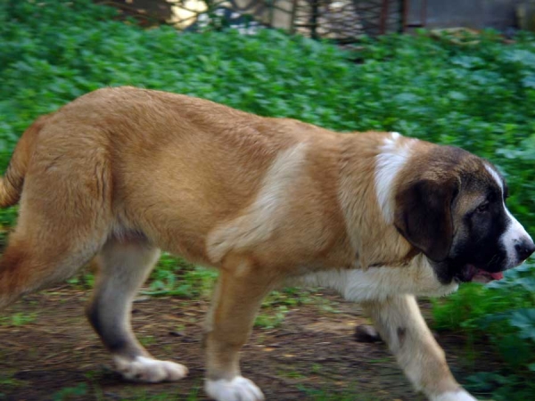 Margarita - 5 meses
(Elfo Dancá Cotufa x Malaga del Orzowei)
