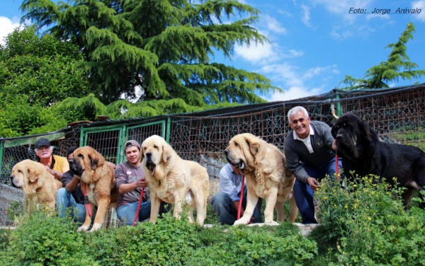 Franky, Cash, Nabucco,Karonte y Mephisto de Montes del Pardo
Keywords: pardo