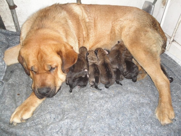 Frida (Yasmin Tornado Erben) and her puppies born 07.10.2012
Puppies from: (Bathin Tornado Erben X Yasmin Tornado Erben)
Born: 07.10.2012. 6 males and 3 females. 
الكلمات الإستدلالية(لتسهيل البحث): freke