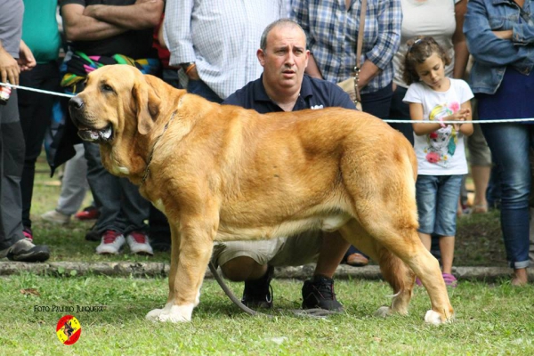 Intermedia machos EXC 1:  Fulton La Calella de Otur - Barrios de Luna 14.09.2014
(Tristan V de Babia X Sela de Fuente Mimbre
Keywords: 2014