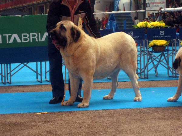 Cala de Autocan - Intermediate Class Females: EXC. 1, CAC, Best Female - National & International Show, Torrelavega, Cantabria - 18-19.03.2006 
Owner: Isidro García Suárez 

Keywords: 2006 autocan