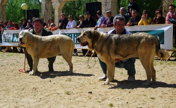 Gala de La Aljabara: Exc. 2 & Malva: Exc. 1 - Young Class Females, Monográfica AEPME, Palencia 1999
Gala: (Aristides x Agua de La Aljabara) - Born: 15.03.1998
Malva: (Rusco de Valdejera x Encina de Medina de Pomar) - Born: 20.11.1997

Photo: Jonas Nielsen © Copyright  
Keywords: 1999