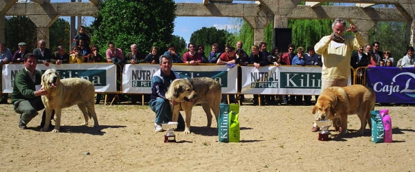 Gala de La Aljabara: Exc. 2, Malva: Exc. 1 & Tosca de Los Zumbos: Exc. 3 - Young Class Females, Monográfica AEPME, Palencia 1999
Gala: (Aristides x Agua de La Aljabara) - Born: 15.03.1998
Malva: (Rusco de Valdejera x Encina de Medina de Pomar) - Born: 20.11.1997
Tosca: (Pruno del Pinotar x Mena) - Born: 01.11.1997

Photo: Jonas Nielsen © Copyright 
Keywords: 1999