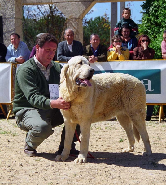 Gala de La Aljabara: Exc. 2 - Young Class Females, Monográfica AEPME, Palencia 1999
Aristides x Agua de La Aljabara
Born: 15.03.1998

Photo: Jonas Nielsen © Copyright 
Keywords: aljabara 1999