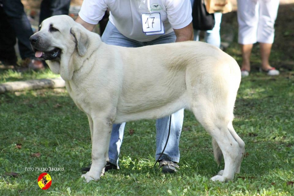 Cachorras hembras: Gala de La Calella de Otur - Barrios de Luna 16.09.2014
(Boss de La Calella de Otur X Sela de Fuente Mimbre)
Keywords: 2014 calelladeotur